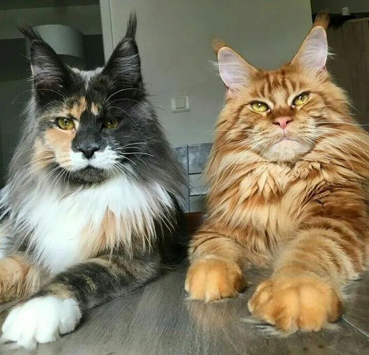 Different types of Maine Coons