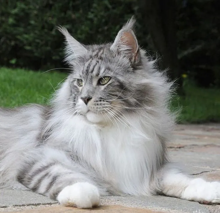 Maine Coon preparation guide