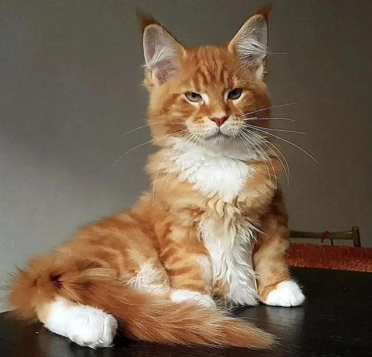 King Arthur - Red Marble Maine Coon