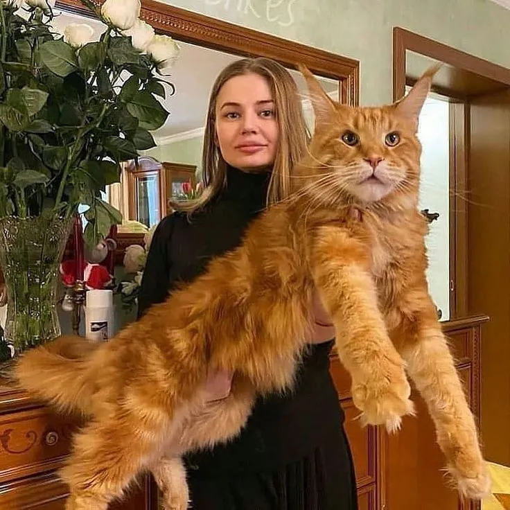 Maine Coon in Paris