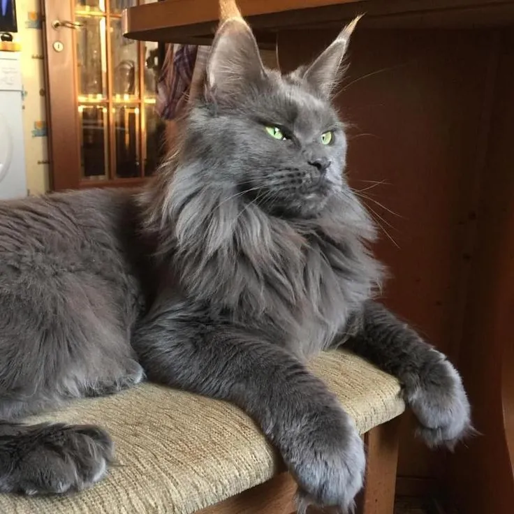 Maine Coon in Tokyo