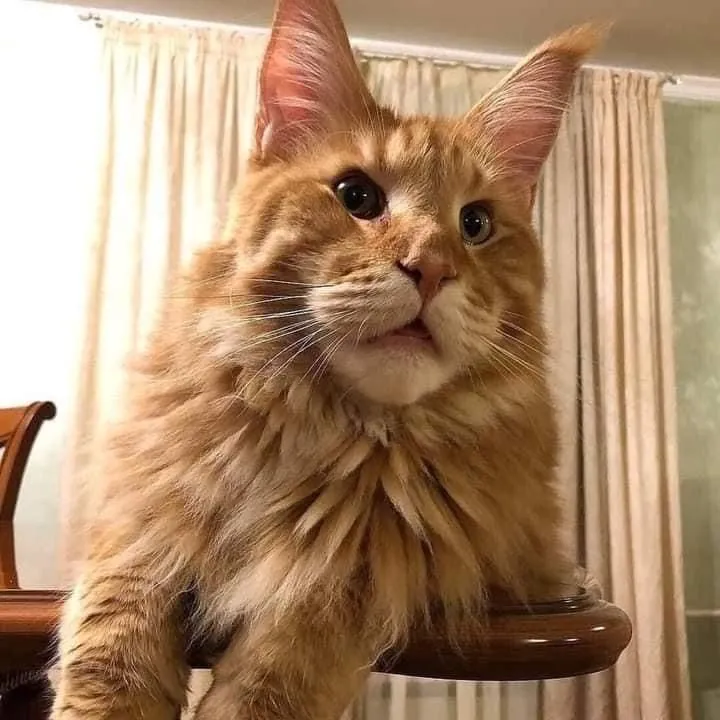 Maine Coon in Dubai