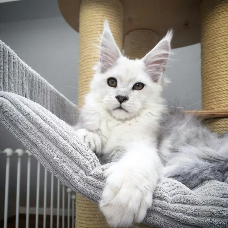 Maine Coon in Singapore