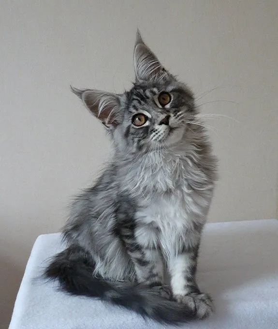 Luna Moonlight - Silver Tabby Maine Coon