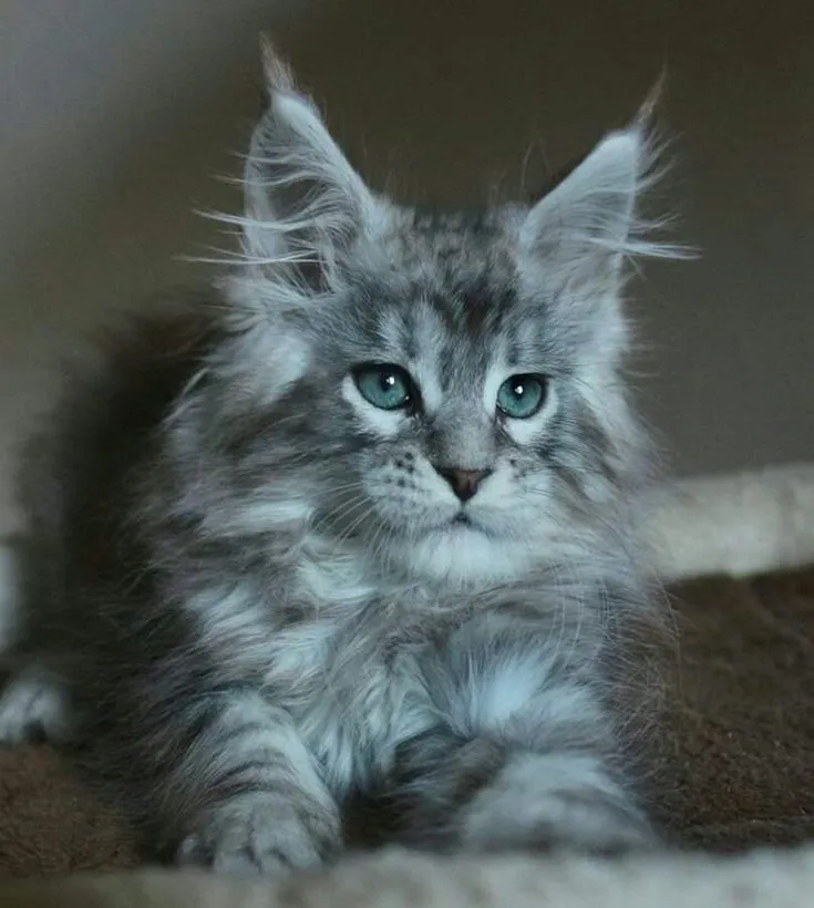 Thor - Blue Maine Coon