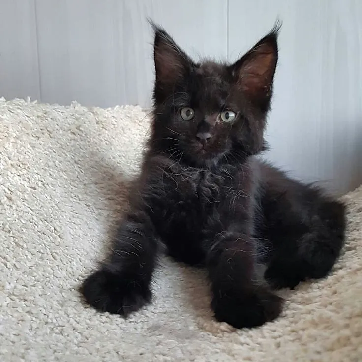 Aurora - Brown Tabby Maine Coon