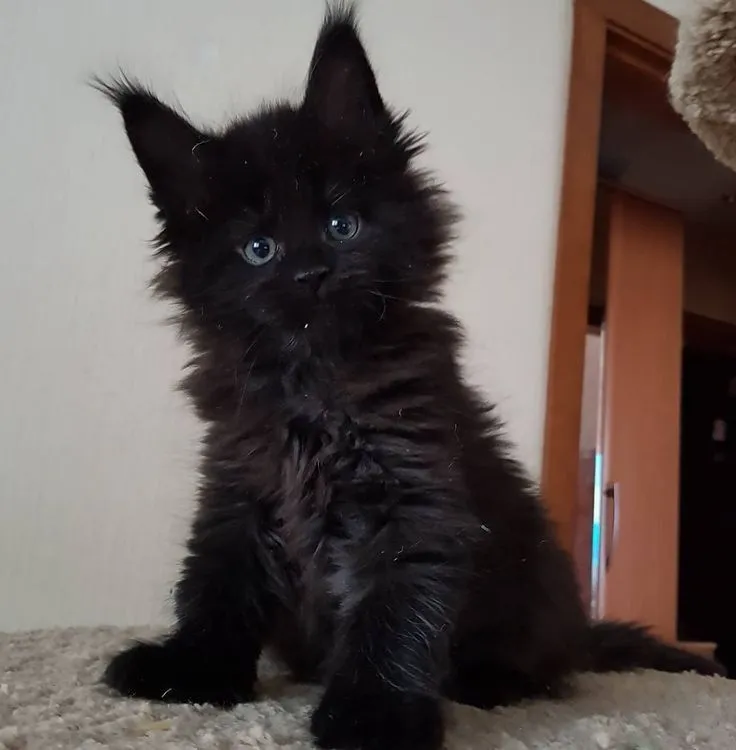 Merlin - Black Smoke Maine Coon