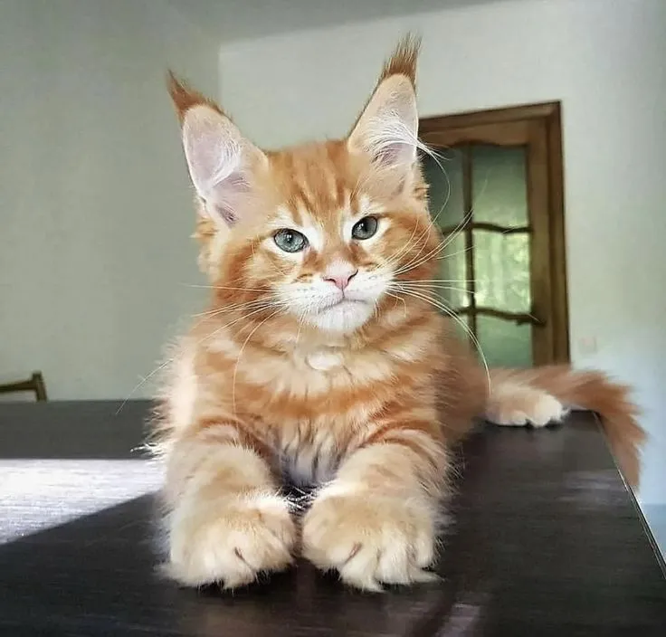 Leo - Golden Tabby Maine Coon