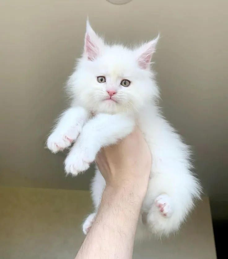 Nova - White Maine Coon